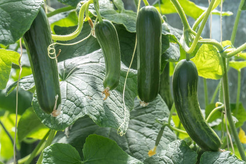 When to Harvest Zucchini: The Best Time to Pick