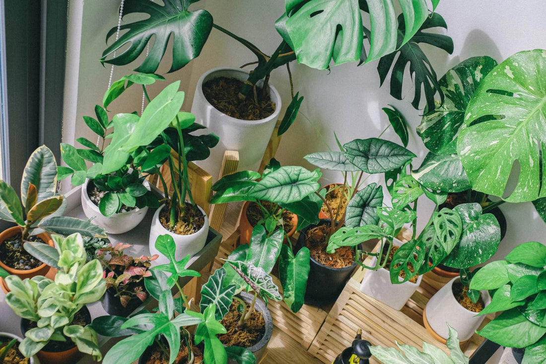 Plants That Are Hard to Kill: The Easiest Plants To Grow