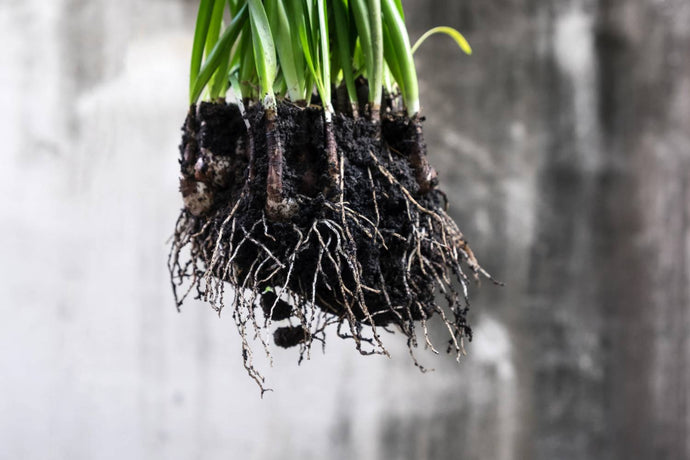 Hydrogen Peroxide for Plant Roots: What Are the Benefits?
