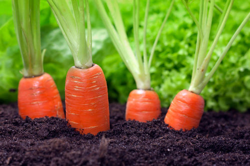 When Are Carrots Ready to Harvest?