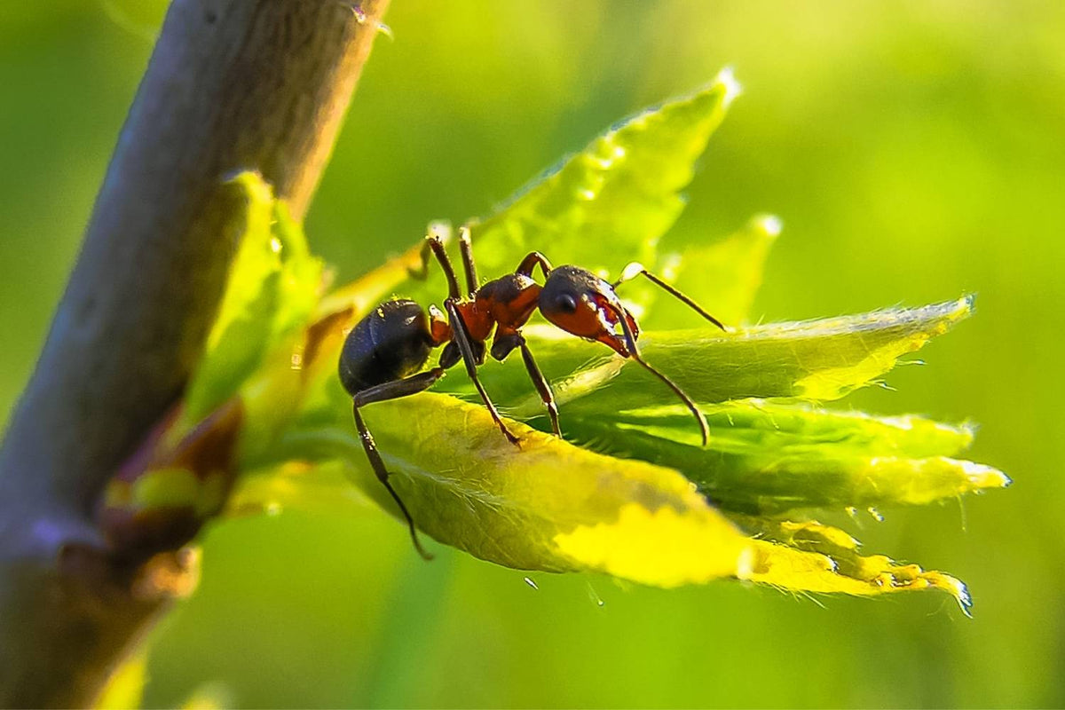 Of Ants In Your Vegetable Garden