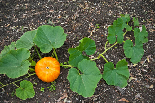 Pumpkin Fertilizer: How to Get the Best Growth