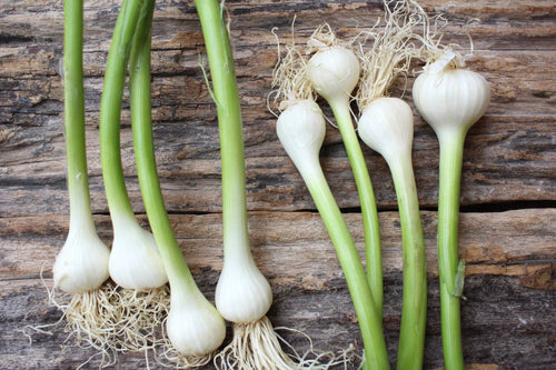 How to Grow Garlic in Hydroponics