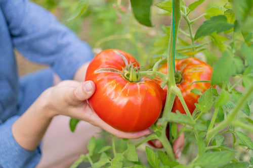 When to Pick Tomatoes for Best Flavor