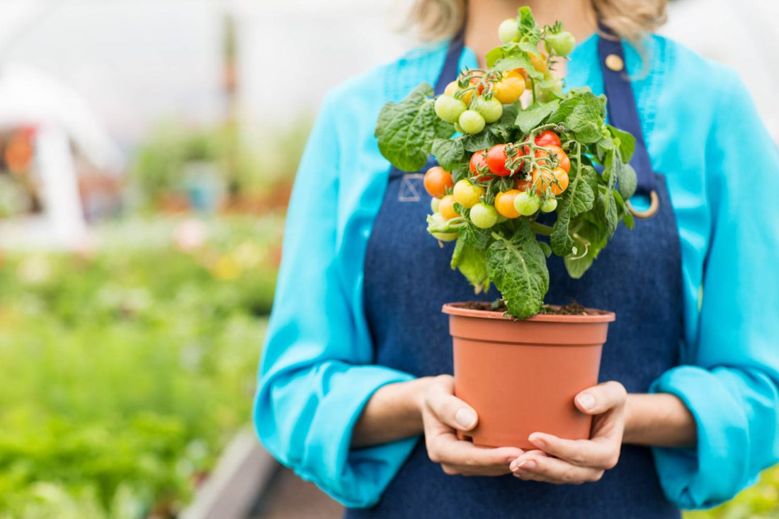 How Long Do Tomatoes Take to Grow?