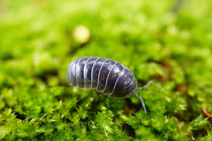 How to Get Rid of Pill Bugs in Vegetable Gardens
