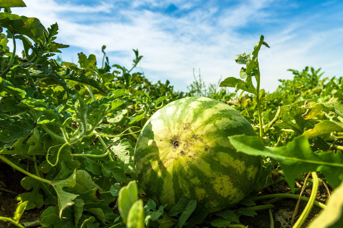 When to Harvest Watermelon for Best Flavor
