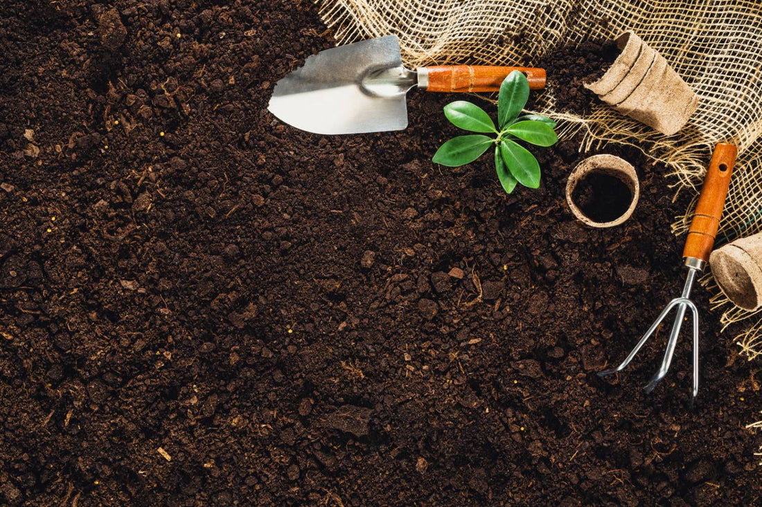 Best Soil for Herbs: Everything You Need to Know
