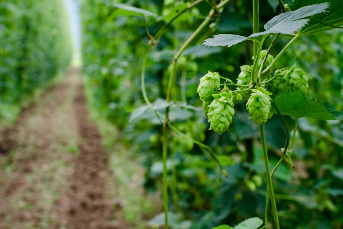 When to Harvest Hops: Best Time to Pick