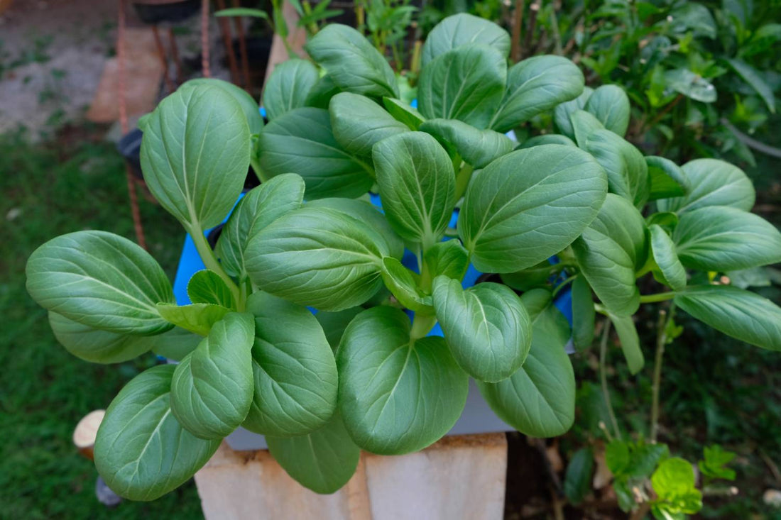 Best Bok Choy Companion Plants