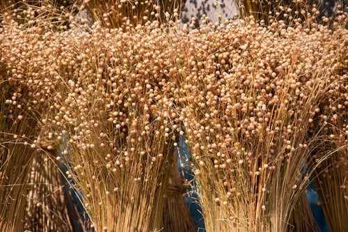 How to Grow Flax Seeds