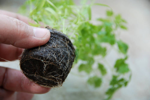 How to Grow Healthy Plant Roots