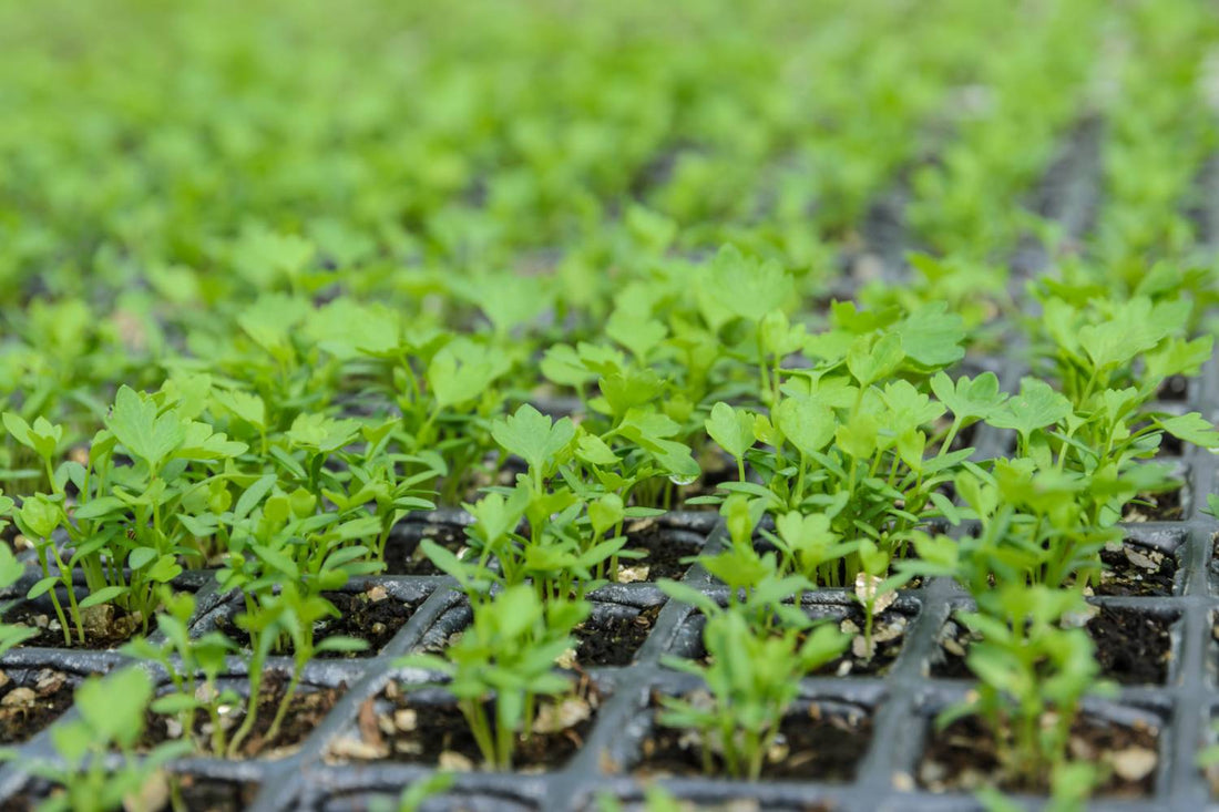 Growing Celery from Seed