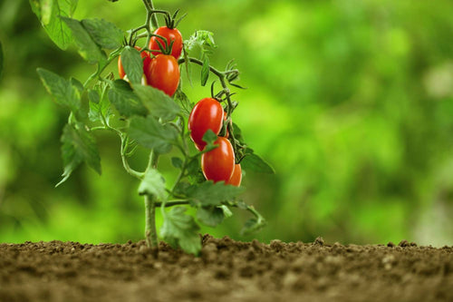 Why Are My Tomato Plants Not Growing? (Growth Secrets)