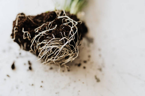 What Do Roots Do for a Plant? Learn About Their Function