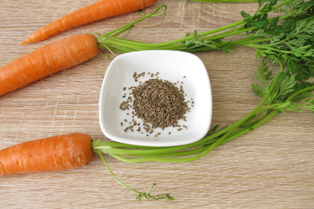 How to Harvest Carrot Seeds
