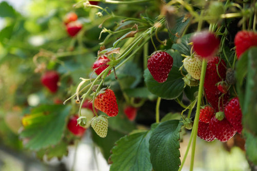 How Long Does it Take to Grow Strawberries?