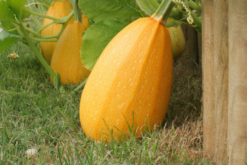 When to Pick Spaghetti Squash: The Best Time to Harvest