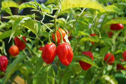 How to Grow Hydroponic Peppers