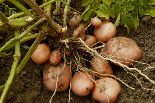When Are Potatoes Ready to Harvest?