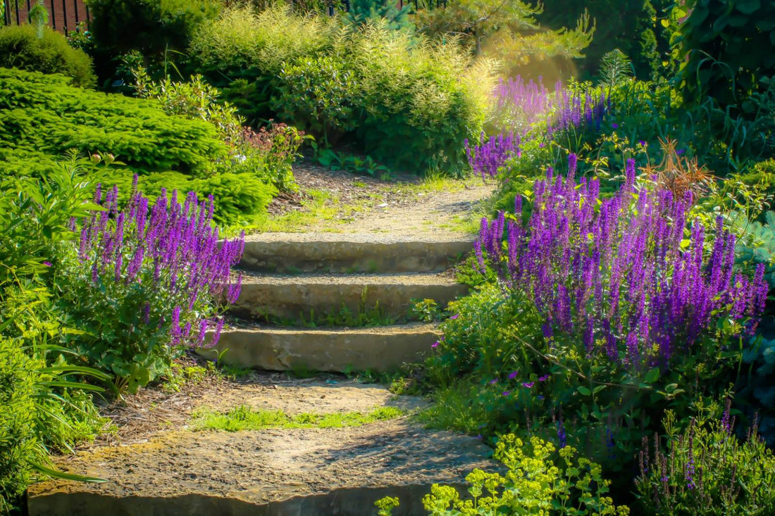 Growing Lavender from Seed: How-to Guide