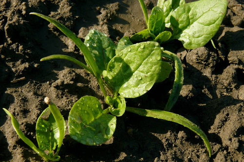 How to Plant Baby Spinach Seedlings