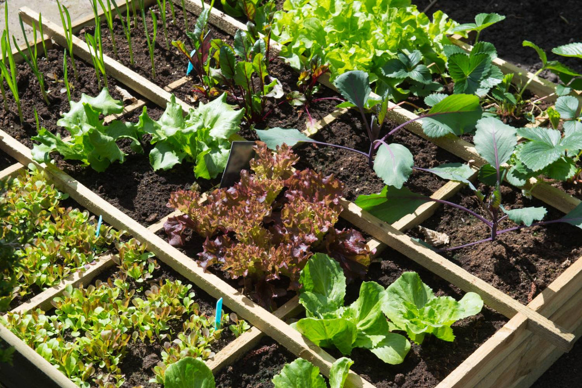 Considerations for Using Alfalfa Meal in Organic Gardening