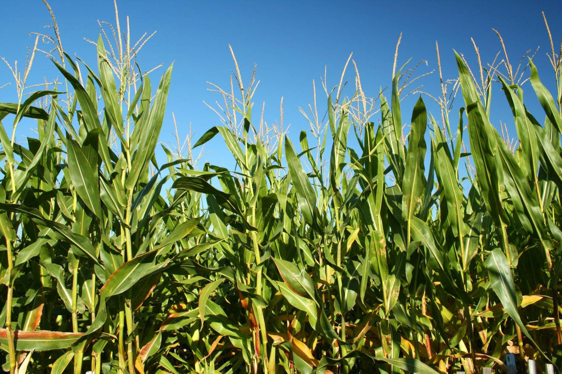 When to Pick Corn: The Perfect Time to Harvest