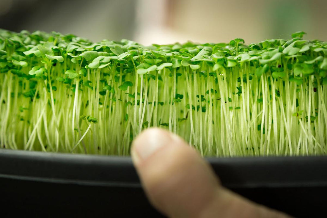 Grow Microgreens Hydroponically 