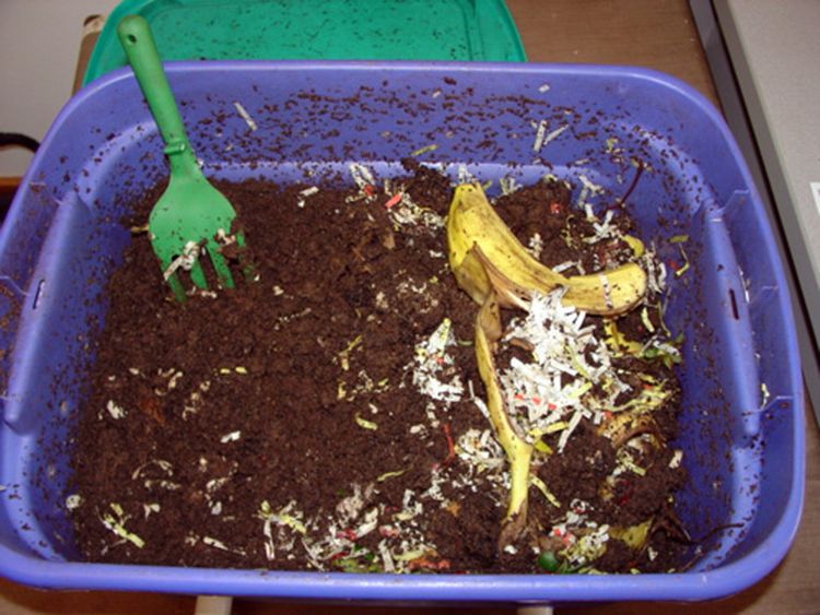 Worm Composting 