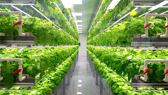 Hydroponic Farming to Save Space 