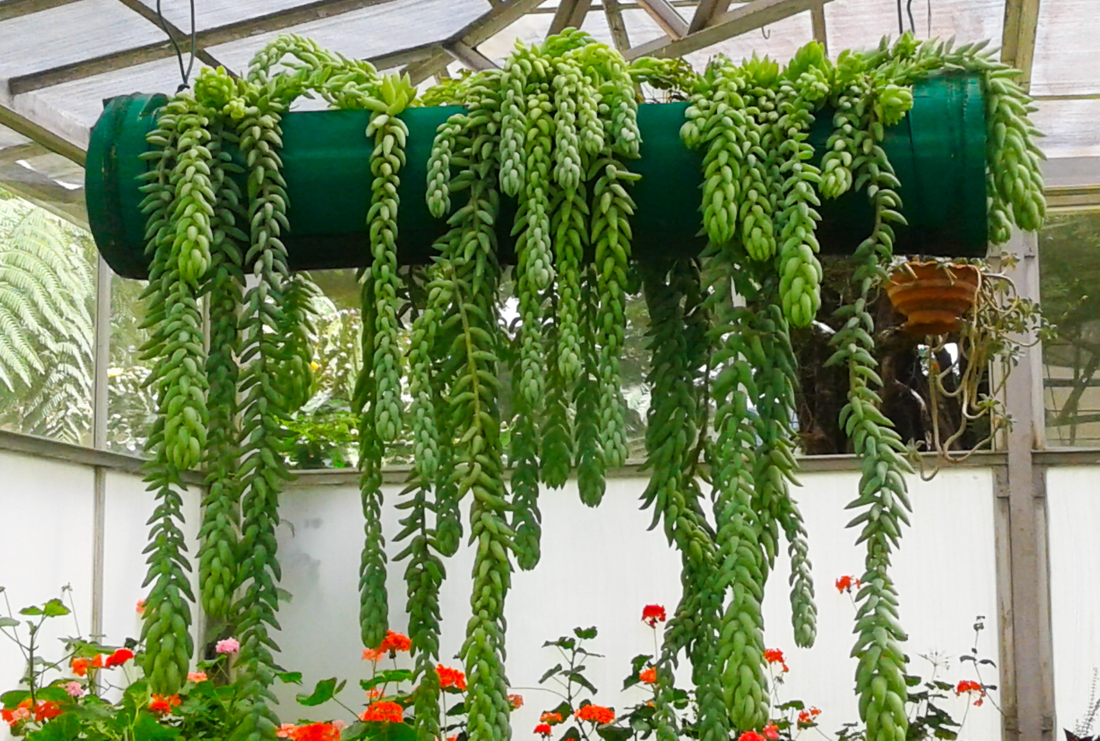 How To Make Plants Happy - Fertilizer For Plants