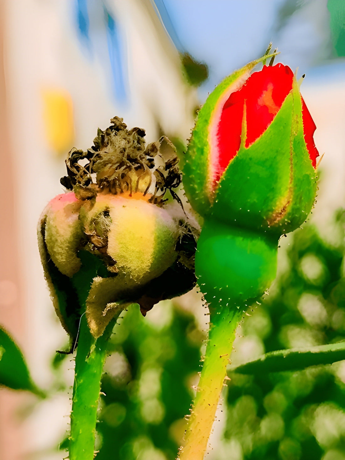 Drying and Curing Tips for Fall Harvests