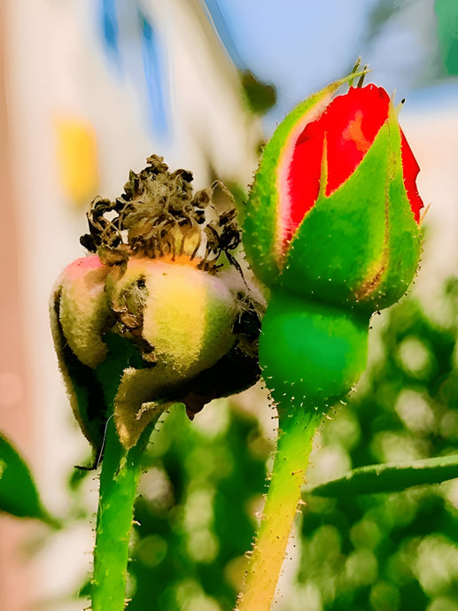 Drying and Curing Tips for Fall Harvests