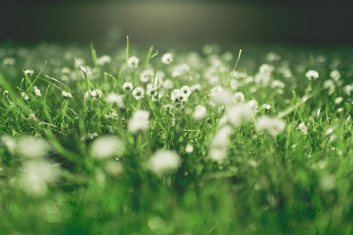 Maximizing Resin and Aroma in Your Final Weeks