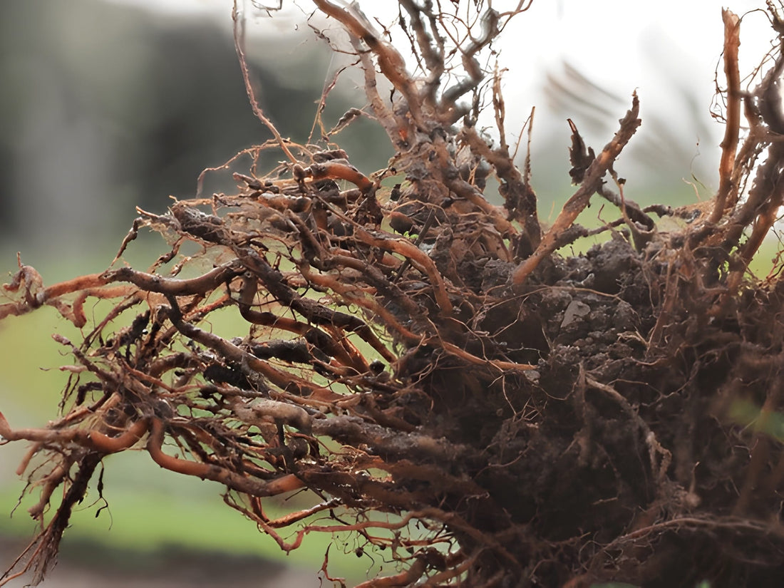 Late-Season Root Health: Keeping Plants Strong Until the Finish