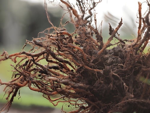 Late-Season Root Health: Keeping Plants Strong Until the Finish