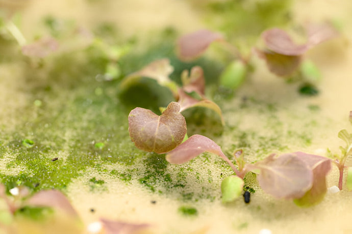 How to Prevent & Manage Algae and Fungus Gnat Infestations