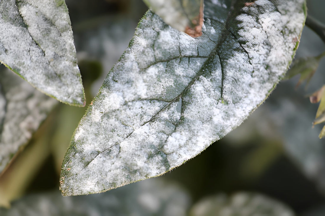 Battling Powdery Mildew in Cool, Damp Fall Nights