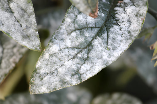 Battling Powdery Mildew in Cool, Damp Fall Nights