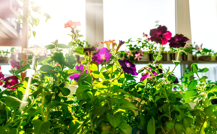 How to Extend Flowering in Late Summer Blooms