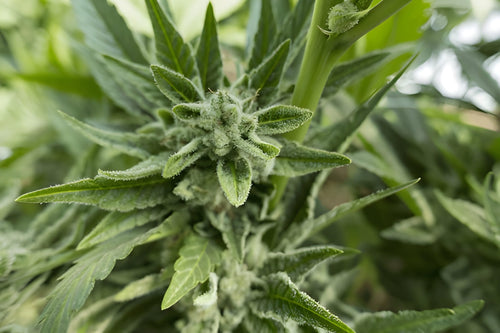 Beating Bud Rot: Keep Your Fall Harvest Safe