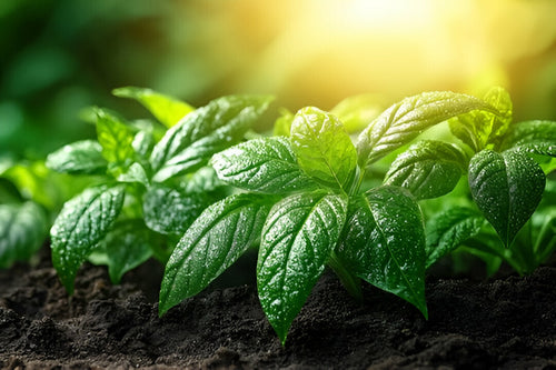 Role of Calcium, Magnesium & Iron in Plant Health