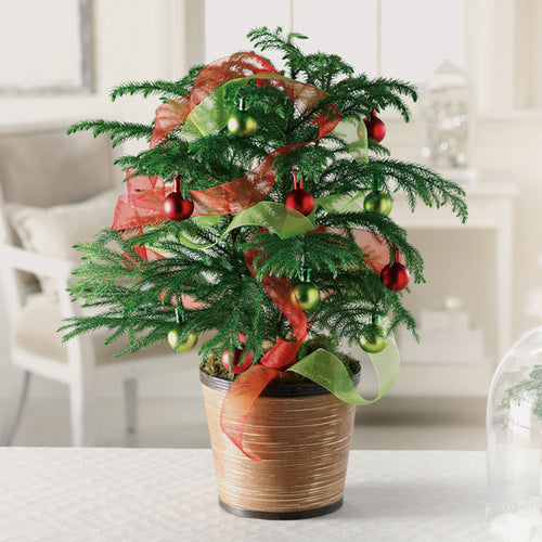 Care of the Norfolk Pine