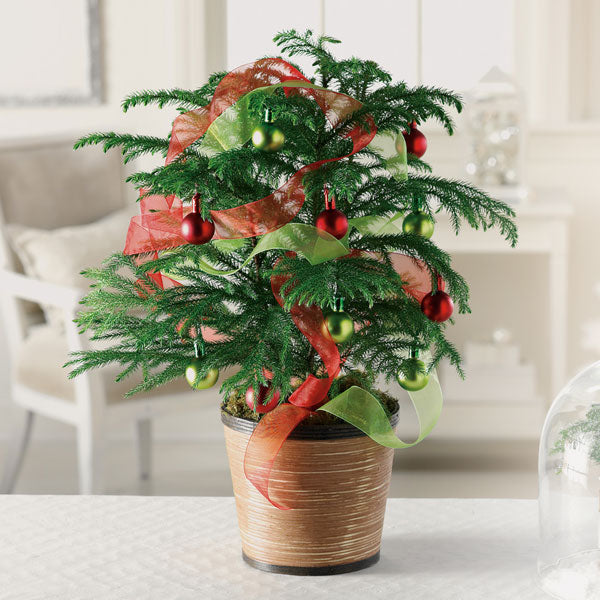 Care of the Norfolk Pine 
