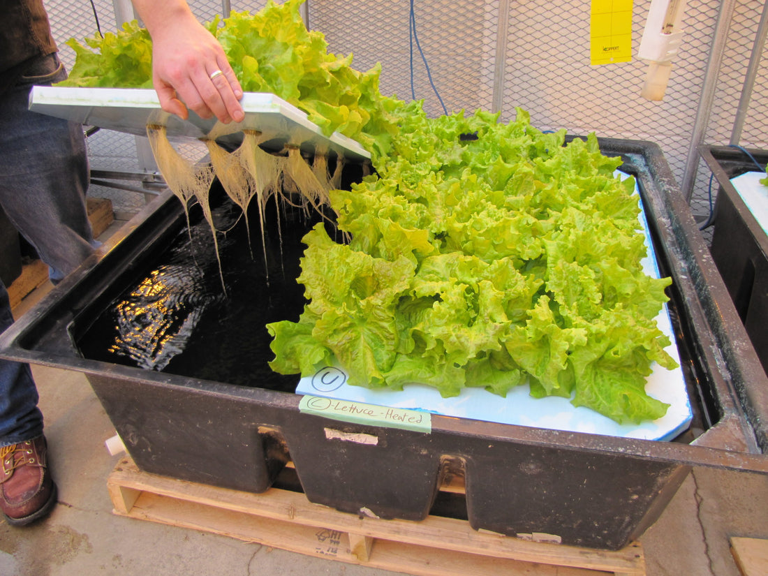 Plants Grown Hydroponically 
