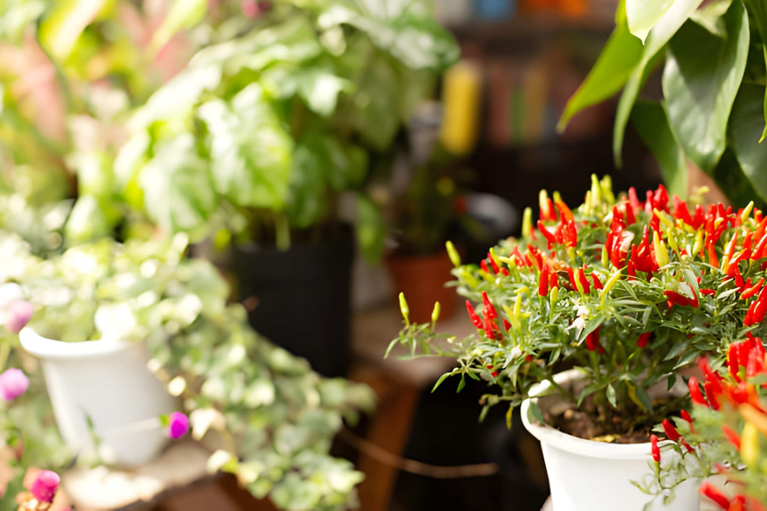 Fall Feeding Frequency: Building the Right Schedule for Cooler Weather