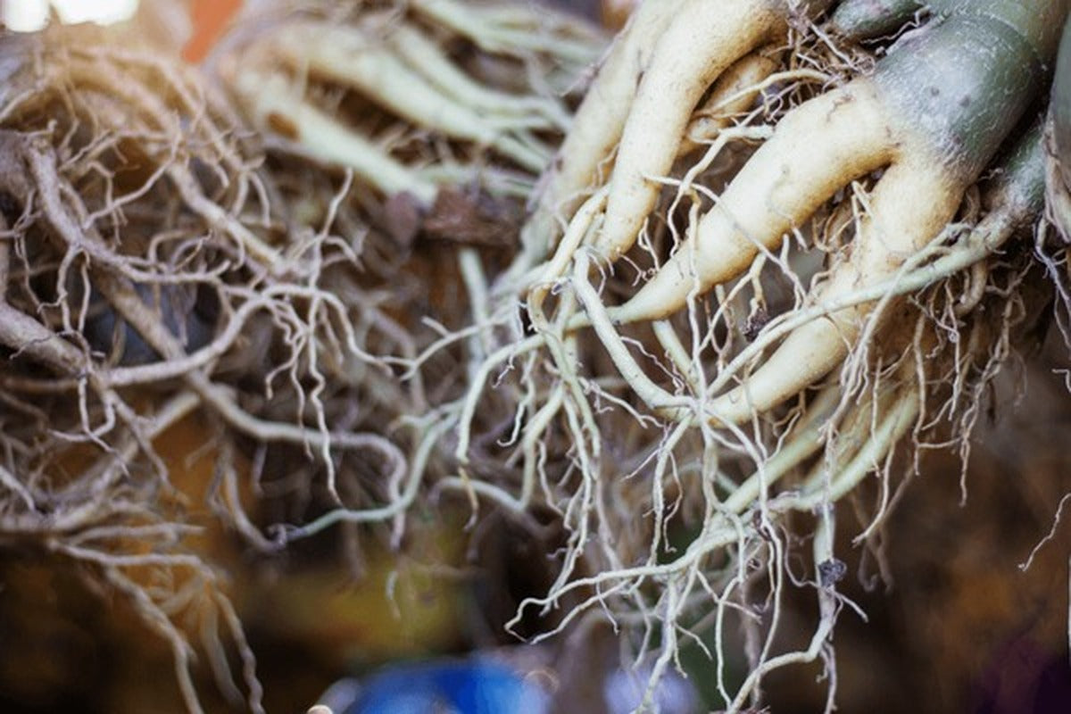 Why Consistency Is the Most Important Nutrient Strategy in December ...