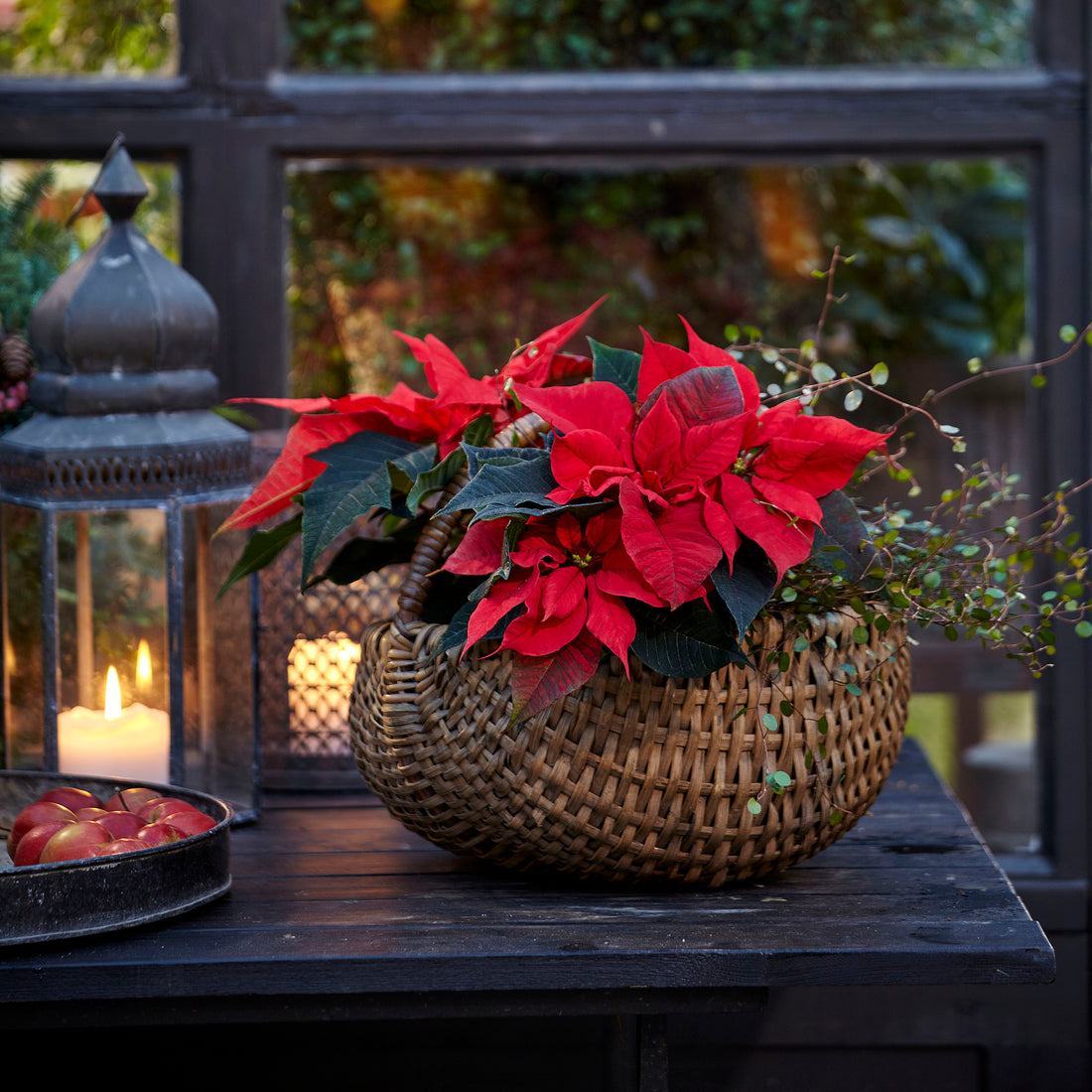 How to Grow Poinsettia Year Round 