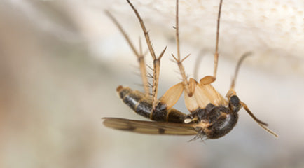How To Get Rid of Fungus Gnats?